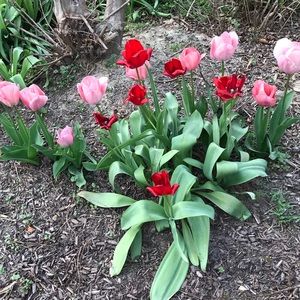 Meet your Posher, Felicia